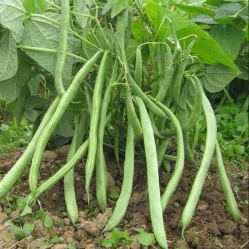 入伏后可以種植什么蔬菜?注意事項有哪些?