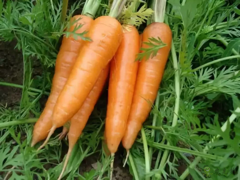 入伏后可以種植什么蔬菜?注意事項有哪些?