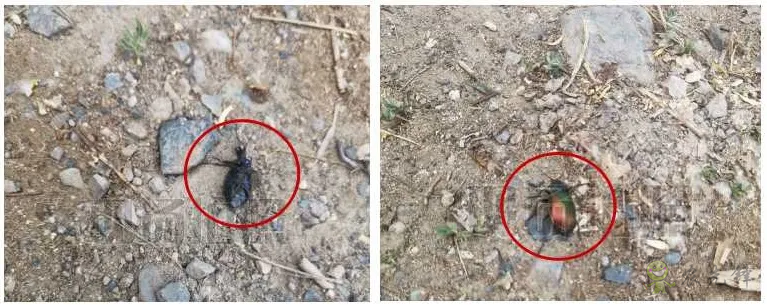 新疆 4 萬(wàn)畝楊樹(shù)林蟲(chóng)害爆發(fā)，極飛農(nóng)業(yè)無(wú)人機(jī)升空阻擊