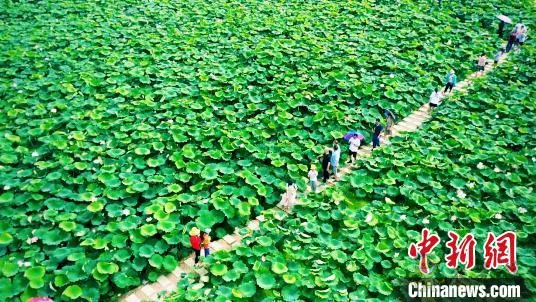 肥西:以“荷”為媒 打造鄉(xiāng)村生態(tài)旅游產業(yè)