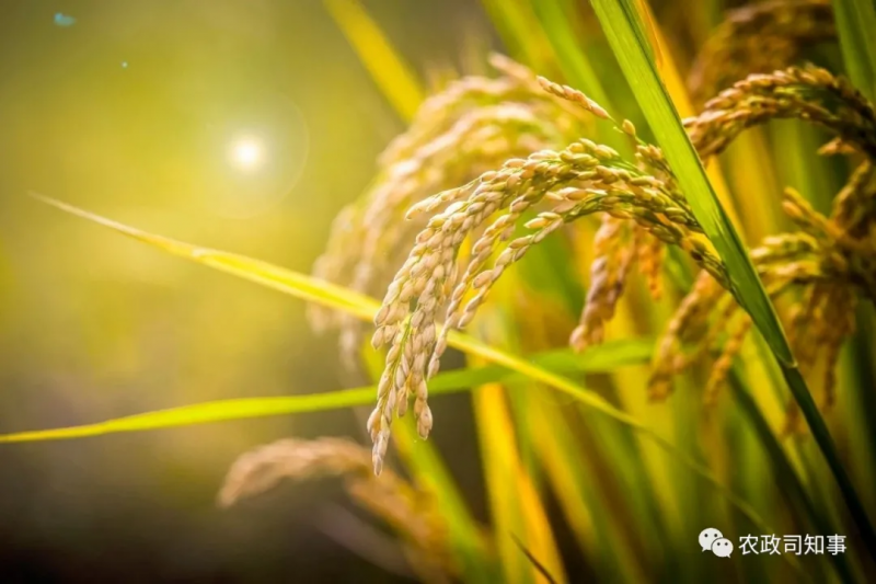 全球糧食危機(jī):中國(guó)打了一場(chǎng)驚心動(dòng)魄的糧食大戰(zhàn)!