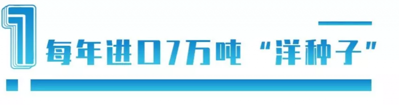 中國每年進口7萬噸“洋種子”:14億人的飯碗,能端穩(wěn)嗎?