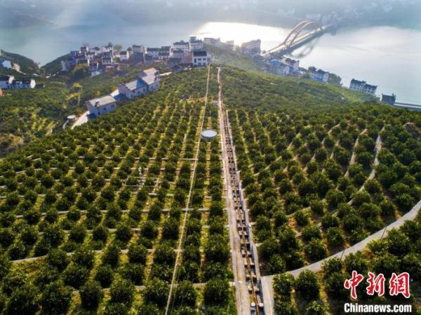 三峽庫區湖北秭歸:智慧農業釋放“紅利”