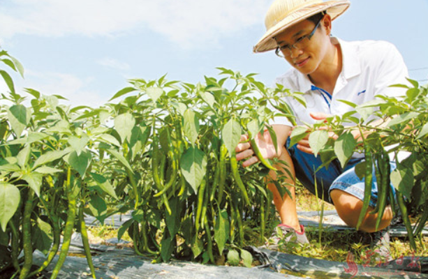 鄉村振興缺人才,加強推進人才走進鄉村