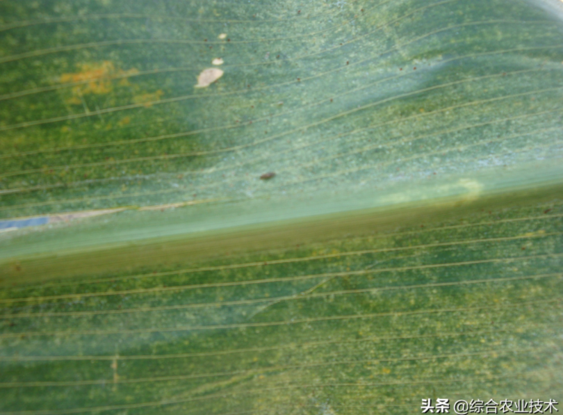  玉米地病蟲害越來越重，冬季閑了有辦法預防病蟲害嗎？
