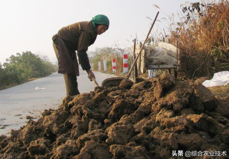 曬干的豬糞牛糞雞糞可以代替化肥嗎?