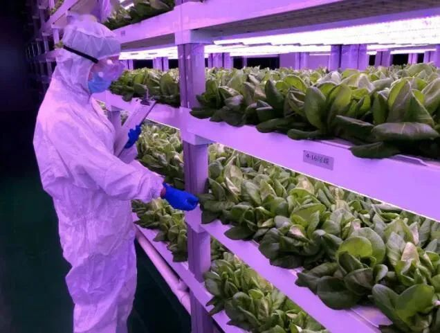 透視中日荷三國(guó)“植物工廠”案例，植物工廠的下一站又是什么