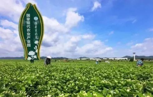 【縣域農(nóng)業(yè)】縣域是未來農(nóng)業(yè)品牌建設(shè)的主戰(zhàn)場！