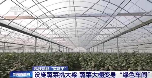 科技賦能“菜籃子”！看蔬菜大棚如何變身“綠色車間”