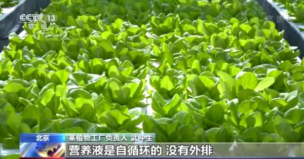 科技賦能“菜籃子”！看蔬菜大棚如何變身“綠色車間”