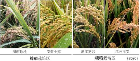 我國科學家找到調控水稻小麥穗發(fā)芽的“開關”