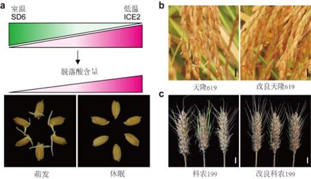 我國科學家找到調控水稻小麥穗發(fā)芽的“開關”